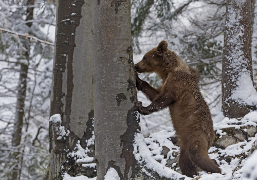 Medvěd hnědý  (Ursus arctos)  IMG_9581ok