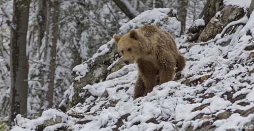 Medvěd hnědý  (Ursus arctos)  IMG_9743ok