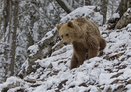 Medvěd hnědý  (Ursus arctos)  IMG_9743ok