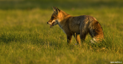 Liška obecná  (Vulpes vulpes)  IMG_9863ok
