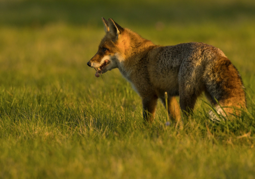 Liška obecná  (Vulpes vulpes)  IMG_9863ok