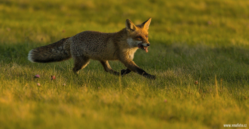 Liška obecná  (Vulpes vulpes)  IMG_9869ok