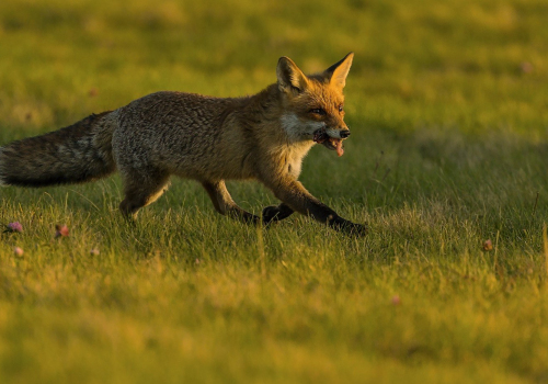 Liška obecná  (Vulpes vulpes)  IMG_9869ok