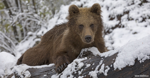 Medvěd hnědý  (Ursus arctos)  IMG_9942ok
