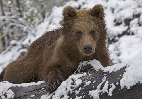 Medvěd hnědý  (Ursus arctos)  IMG_9942ok