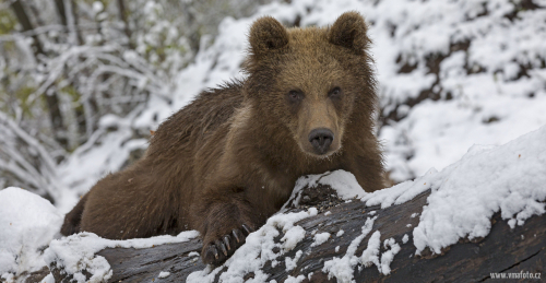 Medvěd hnědý  (Ursus arctos)  IMG_9942ok
