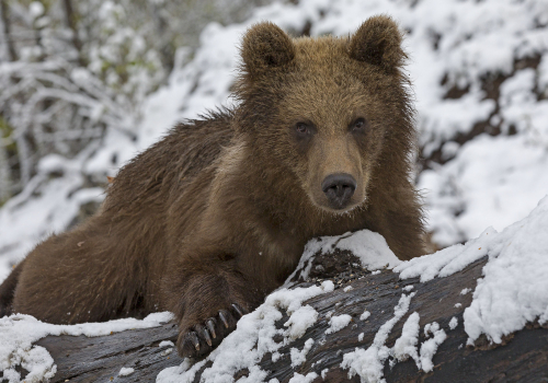 Medvěd hnědý  (Ursus arctos)  IMG_9942ok