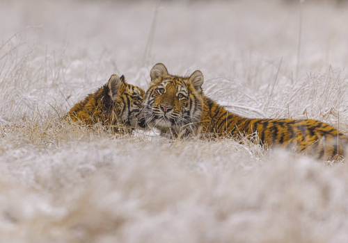 Tygr ussurijský  (Panthera tigris)  MAT8152ok