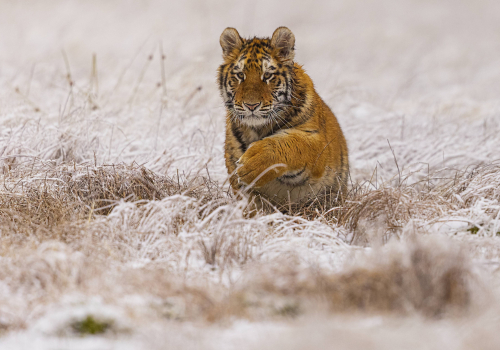 Tygr ussurijský  (Panthera tigris)  MAT8230ok