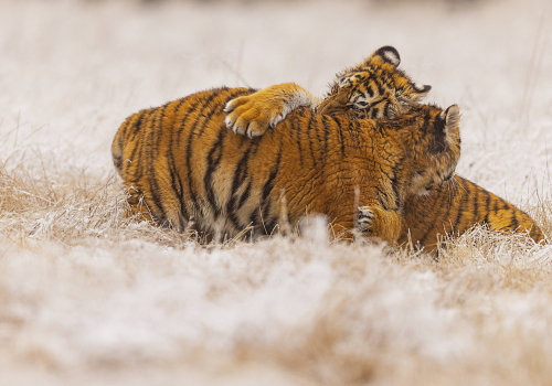 Tygr ussurijský  (Panthera tigris)  MAT8273ok