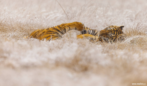 Tygr ussurijský  (Panthera tigris)  MAT8306ok