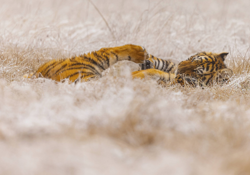 Tygr ussurijský  (Panthera tigris)  MAT8306ok
