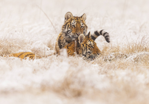 Tygr ussurijský  (Panthera tigris)  MAT8328ok