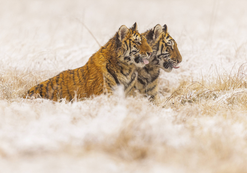 Tygr ussurijský  (Panthera tigris)  MAT8366ok