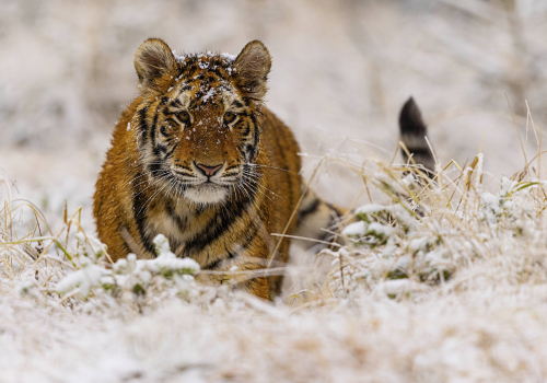 Tygr ussurijský  (Panthera tigris)  MAT8504ok