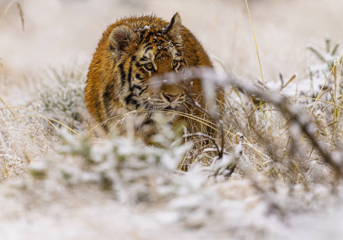 Tygr ussurijský  (Panthera tigris)  MAT8526ok