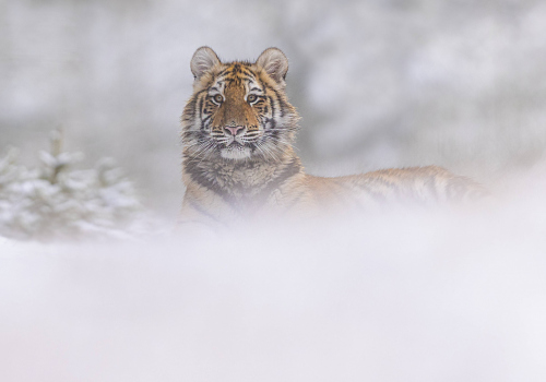 Tygr ussurijský  (Panthera tigris)  MAT8673ok