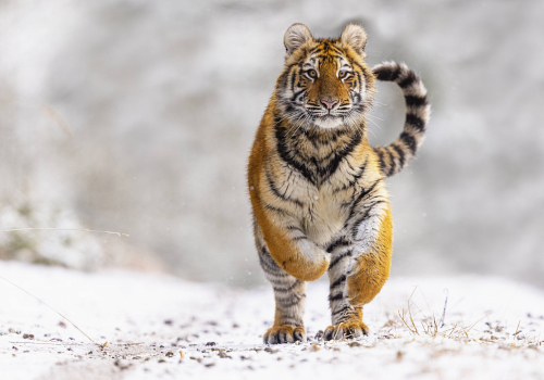 Tygr ussurijský  (Panthera tigris)  MAT8710ok
