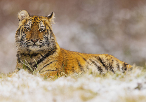Tygr ussurijský  (Panthera tigris)  MAT9433ok