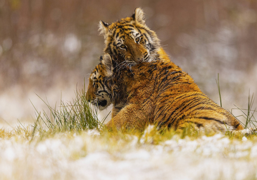 Tygr ussurijský  (Panthera tigris)  MAT9516ok