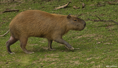 Kapybara  (Hydrochoerus hydrochaeris)  O92A5037ok