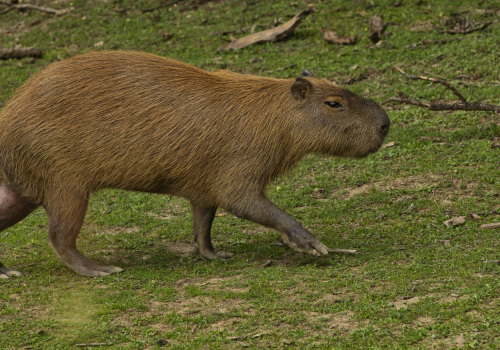 Kapybara  (Hydrochoerus hydrochaeris)  O92A5037ok