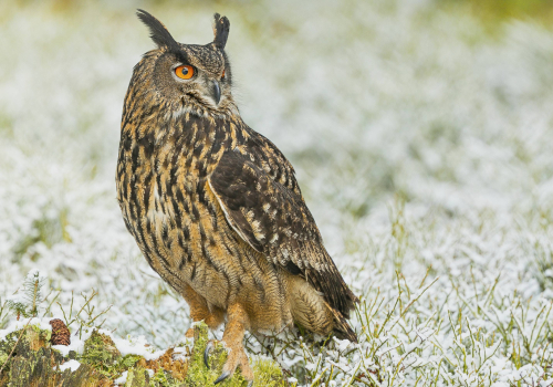 Výr velký  (Bubo bubo)  1_A42I4292ok