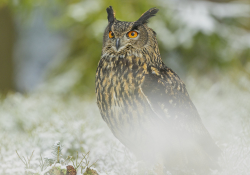 Výr velký  (Bubo bubo)  1_A42I4300ok