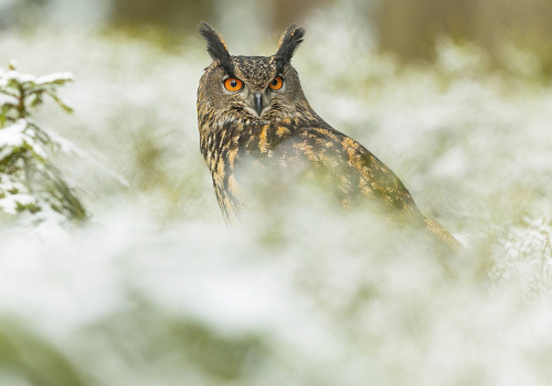 Výr velký  (Bubo bubo)  1_A42I4461ok