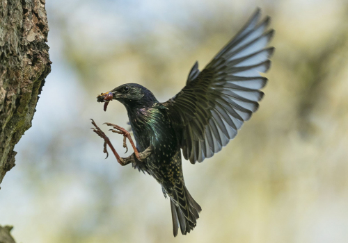 Špaček obecný  (Sturnus vulgaris) 1_A42I9591ok