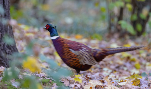 Bažant obecný  (Phasianus colchicus)  5L0A3704ok