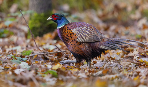 Bažant obecný  (Phasianus colchicus)  5L0A4826ok