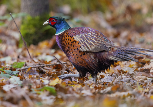 Bažant obecný  (Phasianus colchicus)  5L0A4826ok