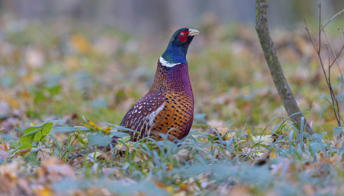 Bažant obecný  (Phasianus colchicus)  5L0A5059ok