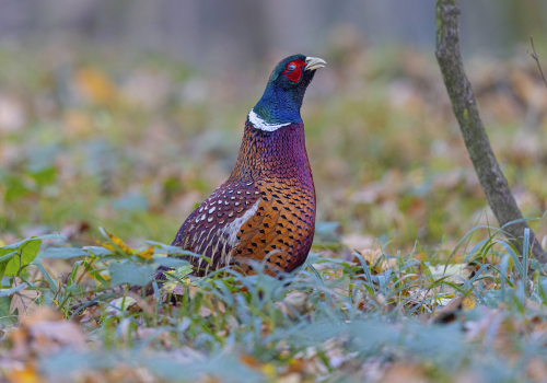 Bažant obecný  (Phasianus colchicus)  5L0A5059ok