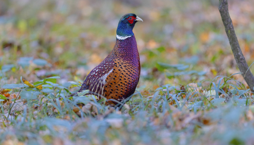 Bažant obecný  (Phasianus colchicus)  5L0A5122ok