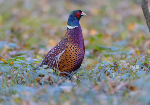 Bažant obecný  (Phasianus colchicus)  5L0A5122ok