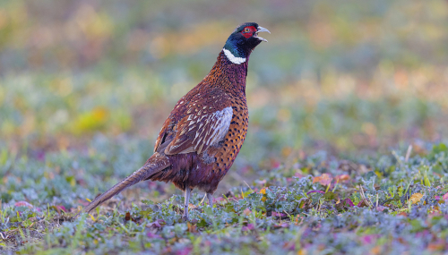 Bažant obecný  (Phasianus colchicus)  5L0A5376ok