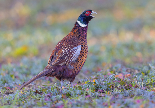Bažant obecný  (Phasianus colchicus)  5L0A5376ok