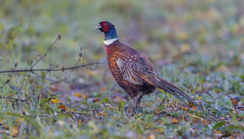 Bažant obecný  (Phasianus colchicus)  5L0A5502ok