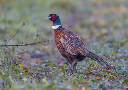 Bažant obecný  (Phasianus colchicus)  5L0A5502ok