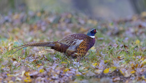 Bažant obecný  (Phasianus colchicus)  5L0A5685ok