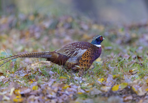 Bažant obecný  (Phasianus colchicus)  5L0A5685ok