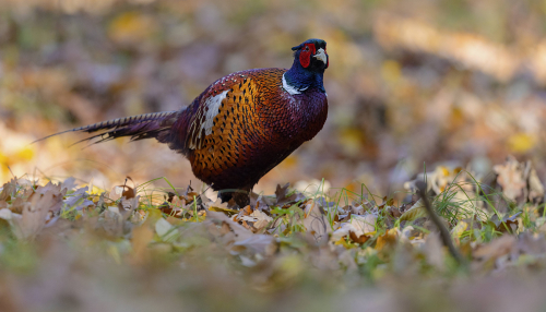 Bažant obecný  (Phasianus colchicus)  5L0A5724ok