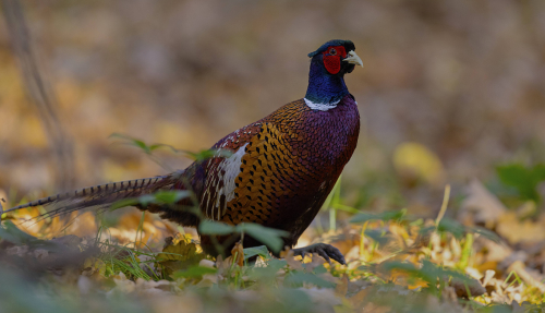 Bažant obecný  (Phasianus colchicus)  5L0A5749ok