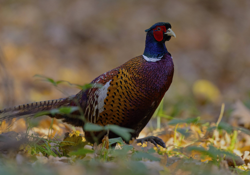 Bažant obecný  (Phasianus colchicus)  5L0A5749ok