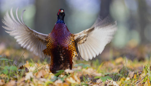 Bažant obecný  (Phasianus colchicus)  5L0A5832ok