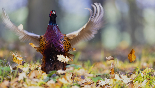 Bažant obecný  (Phasianus colchicus)  5L0A5834ok