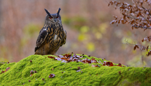 Výr velký  (Bubo bubo)  5L0A7253ok