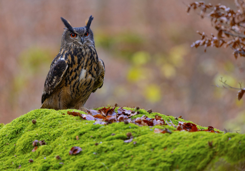 Výr velký  (Bubo bubo)  5L0A7253ok